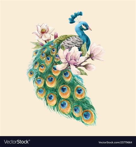 Watercolor Peacock Royalty Free Vector Image Vectorstock