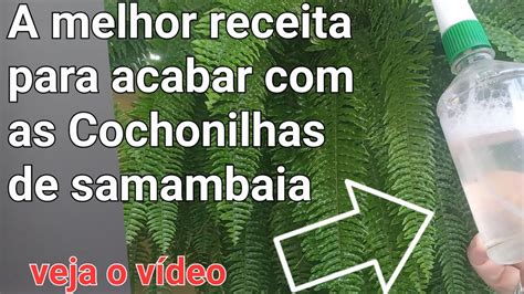 Como Acabar As Cochonilhas Na Samambaia YouTube