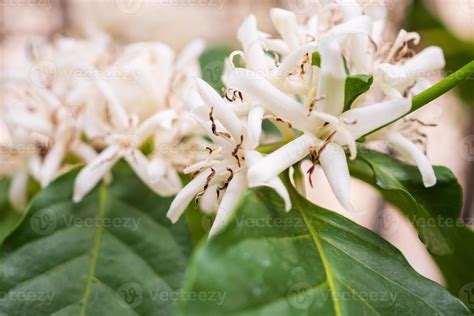 White coffee flowers in green leaves tree plantation close up 12925874 ...