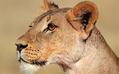 Wallpaper Face Profile Lion Wildlife Nose Big Cats Whiskers