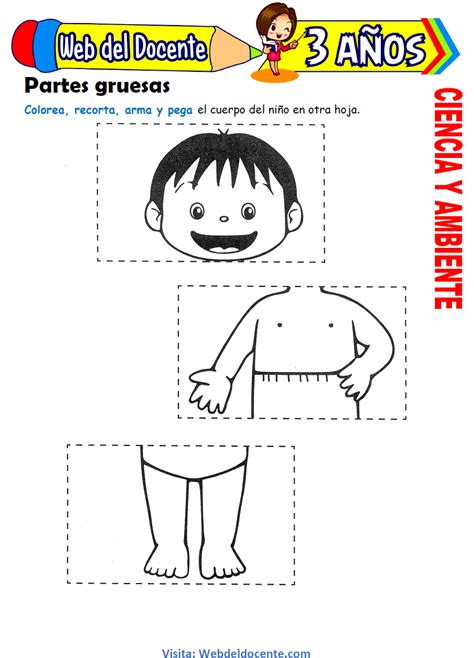 Partes Del Cuerpo Para Ninos