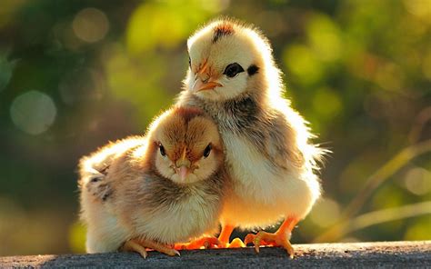 Chicks Wallpapers - Wallpaper Cave