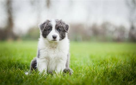 Download Border Collie Puppy On The Grass Wallpaper