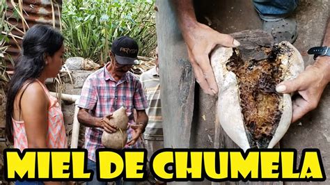 El Proceso De Como Sacar La Miel De La Abeja De Ch Mela Youtube