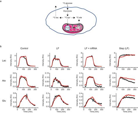 Scaled Kinetic Flux Profiles Of Metabolites In Hek T Cells A