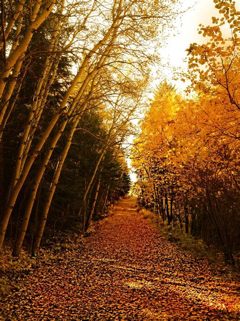 Árboles Bosque Otoño Foto Gratis En Pixabay Pixabay