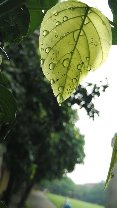 Free Images Tree Nature Branch Sunlight Leaf Flower Green