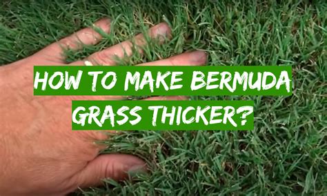 Ways To Make Bermuda Grass Thicker Grass Killer