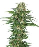 Early Skunk Automatic Sensi Seeds Cannabis Strain Info