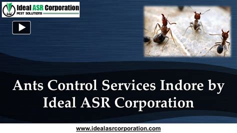 Ppt Ants Control Services Indore By Ideal Asr Corporation Powerpoint