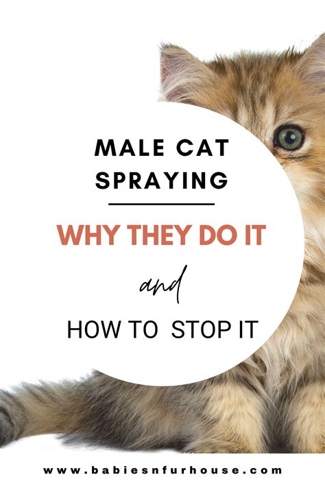 Will My Male Kitten Start Spraying Blythe Hutchens