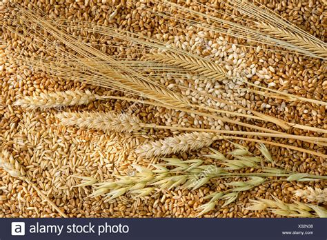 Oats Barley Wheat High Resolution Stock Photography And Images Alamy