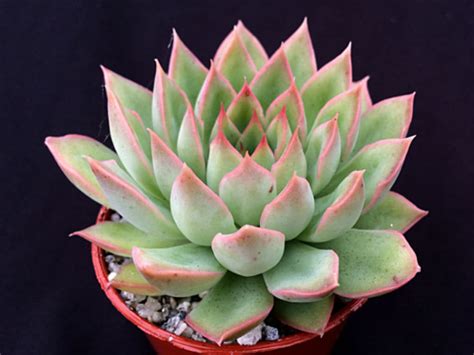 Echeveria Sagitta World Of Succulents