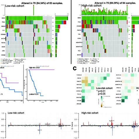 The Landscape Of Somatic Mutation Burden Between Different Risk Groups Download Scientific