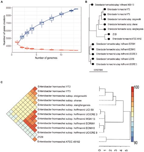 Pan Genome Analysis Of Z129 And 12 Other Enterobacter Hormaechei