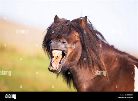 Shetland Pony Portrait Stallion Yawning Shetlands Unst Stock Photo Alamy