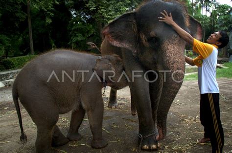 GAJAH SUMATERA | ANTARA Foto