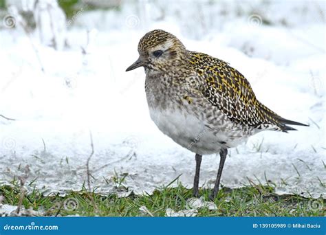 Golden Plover Pluvialis Apricaria Stock Image Image Of Modern Rare