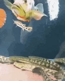 Fish Spinning Fish Spinning Aquarium Discover Share Gifs