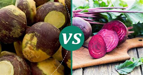 Beetroot Vs Rutabaga Nutrition Comparison