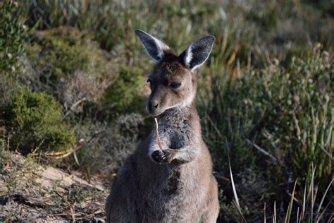 Cape Le Grand National Park: 9 Important Points To Know