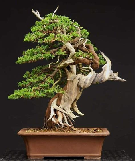 Pin By Bagus Wijaya On Bonsai Insp