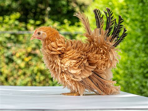 Duck Coops And Houses All You Need To Know Chickens And More
