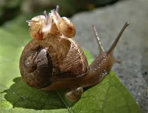 Newborn Snail