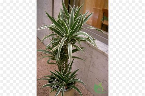 Dracaena Reflexa Variance Angustifolia