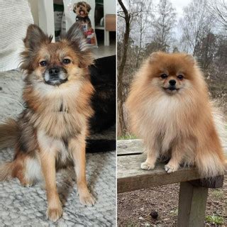 10 månader gammal Blandras Chihuahua och Pomeranian säljs av Claudia