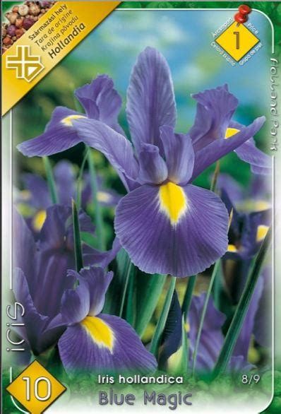 Iris albastru închis Iris hollandica Blue Magic 10 GABICO RO