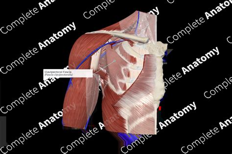 Clavipectoral Fascia | Complete Anatomy