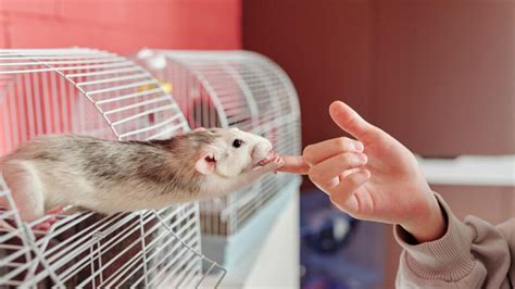 Rat Bites Rat Bite Fever And More