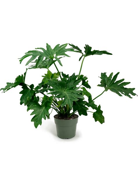 Philodendron Selloum Small Houseplant Chelsea Garden Center