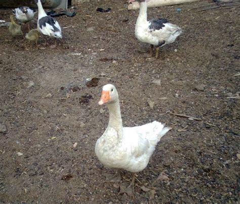 Duck Farming: Why It Is A Good Alternative To Chicken. - Agriculture ...