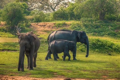 2024 Colombo Tour To Yala And Kumana National Parks In 2 Days