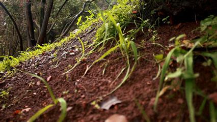 Soil and Land - The Temperate Rainforest