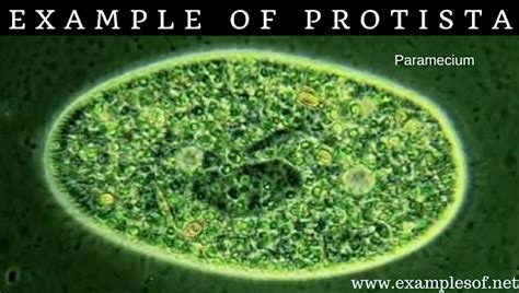 20 Examples of Protozoa (Protista) | ExamplesOf.net