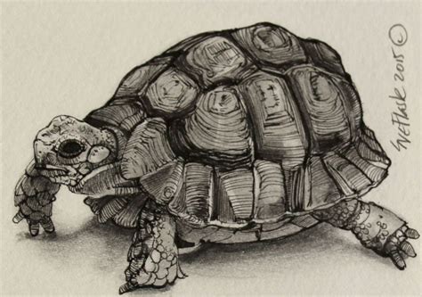 Tortoise Pencil Sketch: A Beginner's Guide to Drawing This Unique Creature