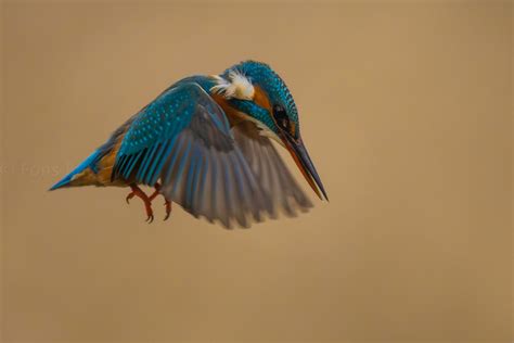 Hovering Kingfisher F Common Kingfisher Also Called Eur Flickr