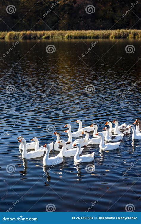 Los Gansos Blancos Nadan De Manera Organizada En El Agua