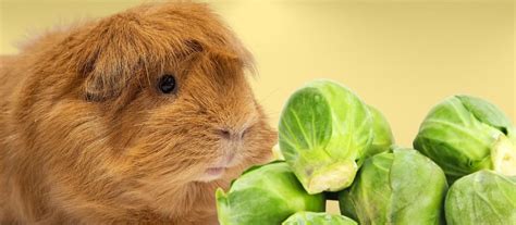 Can Guinea Pigs Eat Brussel Sprouts A Comprehensive Guide