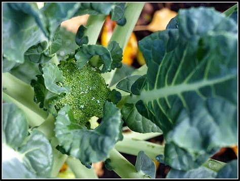 Broccoli Plant Leaves Plant Corz