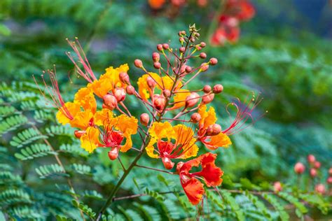 5 Types of Bird of Paradise Plants