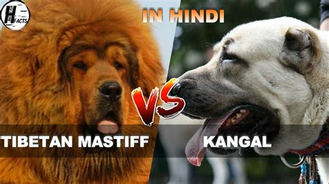 Tibetan Mastiff Vs Kangal