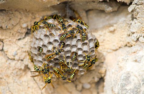 Nid de guêpes dans votre jardin comment réagir et se protéger