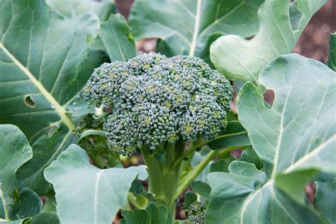 How To Grow Broccoli Both Indoors And Outside