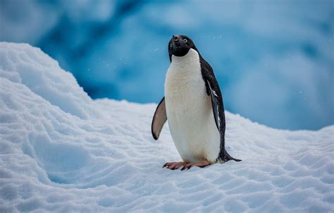 Adelie Penguin Wallpapers - Wallpaper Cave