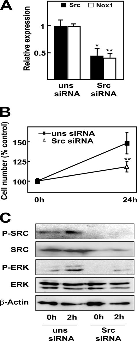 Src Targeted Knockdown Inhibits Nox1 Dependent Autocrine Growth Fao Download Scientific