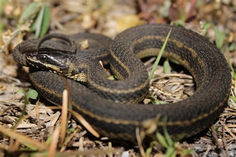 Saltmarsh Snake Florida Snake Id Guide